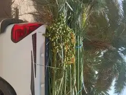 فسائل نخيل القصيم ممتازة 0
