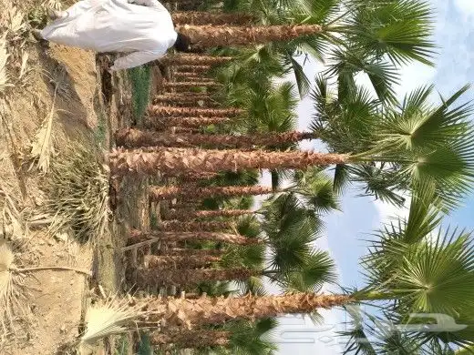 توريد النخيل الواشنطن وعربي الا جميع مدن المملكة العربية 3