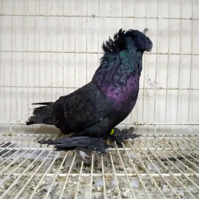 لفخامه البخاره زوج تم البيع 4