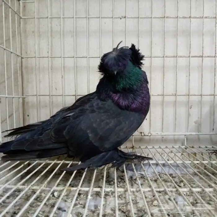 لفخامه البخاره زوج تم البيع 2