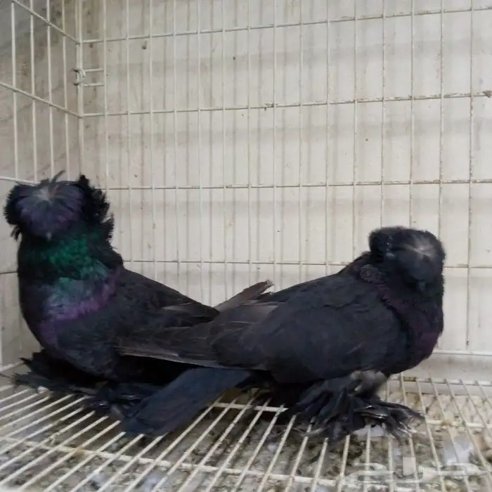 لفخامه البخاره زوج تم البيع 1