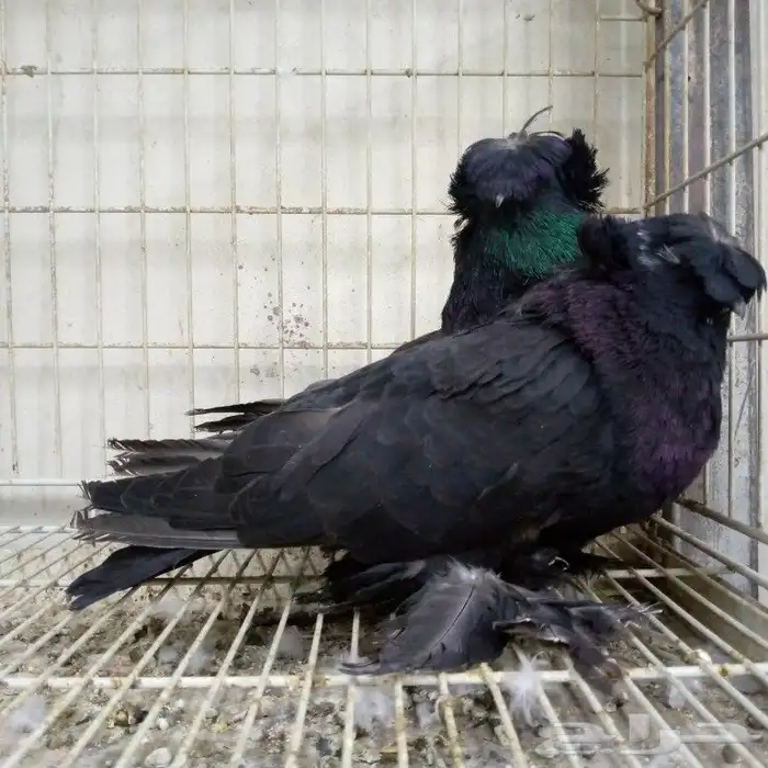 لفخامه البخاره زوج تم البيع 3