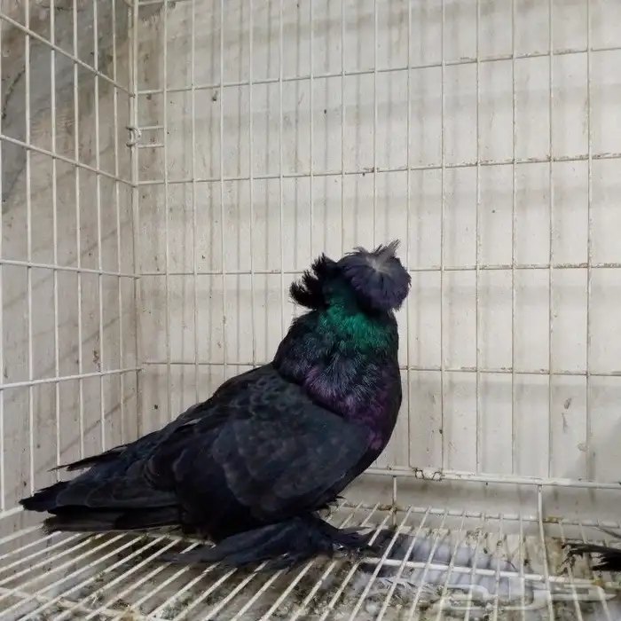 لفخامه البخاره زوج تم البيع 5