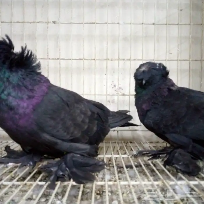 لفخامه البخاره زوج تم البيع 0