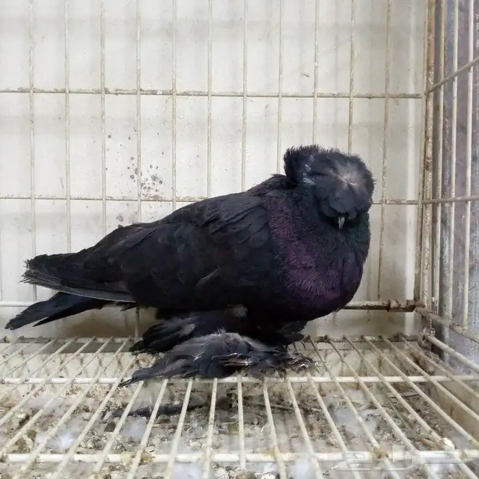 لفخامه البخاره زوج تم البيع 6