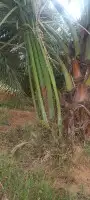فسائل نخيل القصيم ممتازة 4