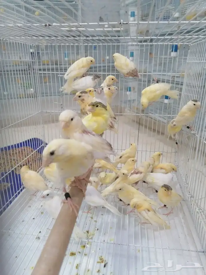 فروخ كناري سوري(تم البيع) 0