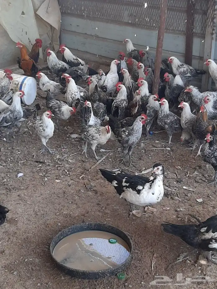 ديكه اعمار اربع اشهر للبيع 2