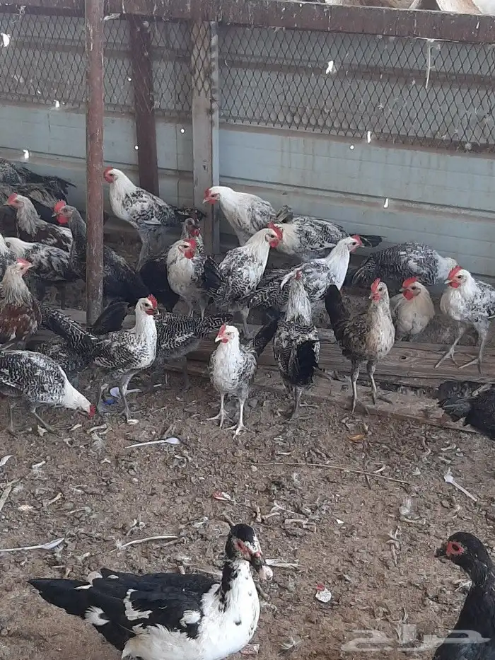 ديكه اعمار اربع اشهر للبيع 0