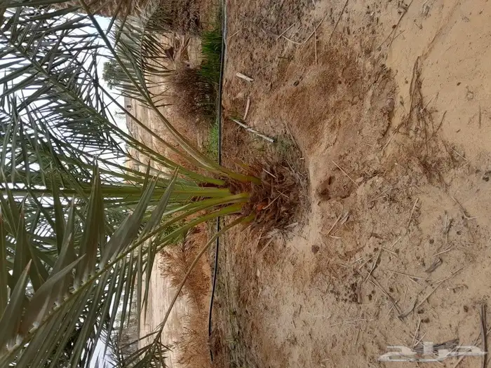 فسايل حلوه 6
