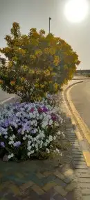 تنسيق حدايق 7