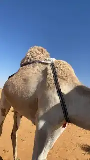 جهاز تتبع وتحديد موقع الابل 6000 أمبير 0
