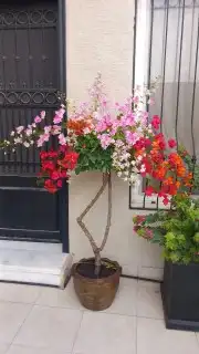 تنسيق حدايق 2