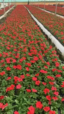 تنسيق حدايق 0