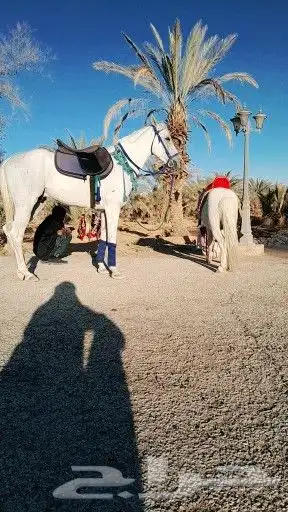 خيل وجمال ركبي وبواني للأيجار 3