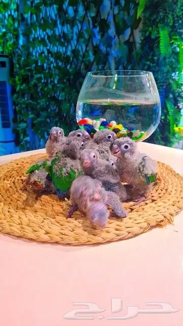 فروخ كنيور قرين شيك ب 600 ريال تم البيع 24