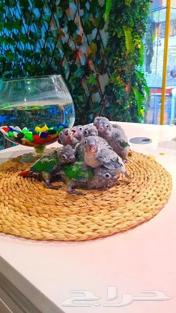 فروخ كنيور قرين شيك ب 600 ريال تم البيع 3