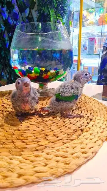 فروخ كنيور قرين شيك ب 600 ريال تم البيع 31