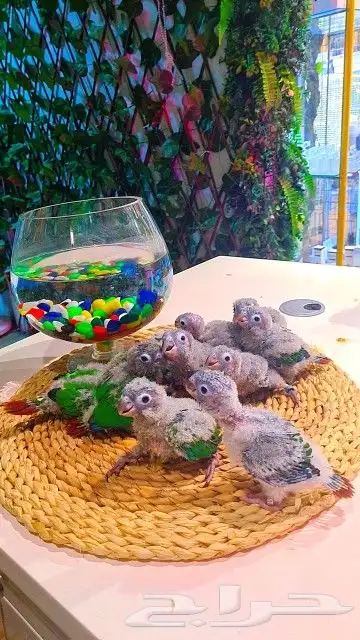 فروخ كنيور قرين شيك ب 600 ريال تم البيع 9