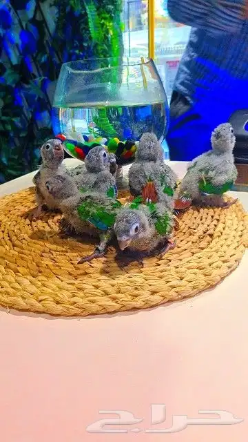 فروخ كنيور قرين شيك ب 600 ريال تم البيع 23