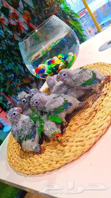 فروخ كنيور قرين شيك ب 600 ريال تم البيع 16