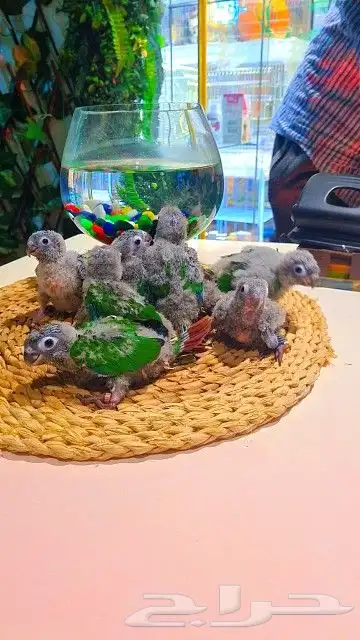 فروخ كنيور قرين شيك ب 600 ريال تم البيع 21