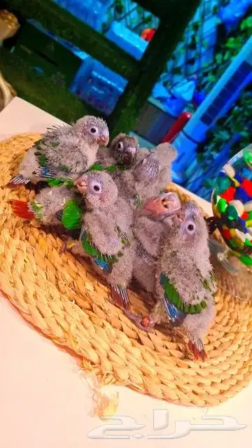 فروخ كنيور قرين شيك ب 600 ريال تم البيع 2