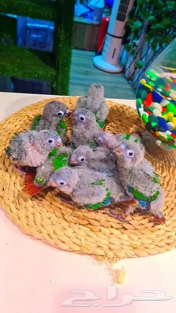 فروخ كنيور قرين شيك ب 600 ريال تم البيع 0