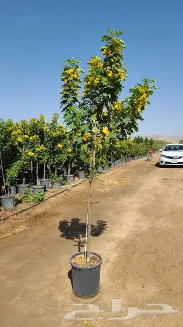 تنسيق حدايق 4