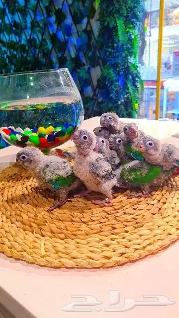 فروخ كنيور قرين شيك ب 600 ريال تم البيع 10