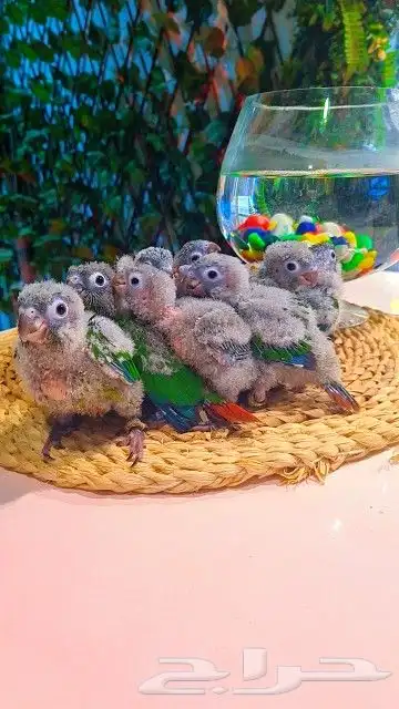 فروخ كنيور قرين شيك ب 600 ريال تم البيع 12