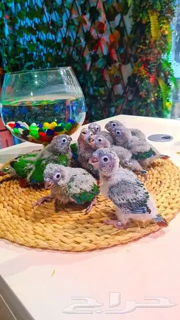 فروخ كنيور قرين شيك ب 600 ريال تم البيع 7