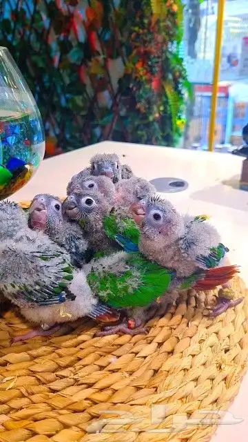 فروخ كنيور قرين شيك ب 600 ريال تم البيع 15