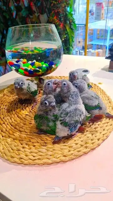 فروخ كنيور قرين شيك ب 600 ريال تم البيع 5