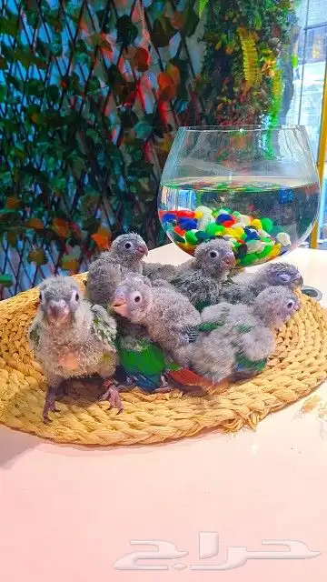 فروخ كنيور قرين شيك ب 600 ريال تم البيع 17