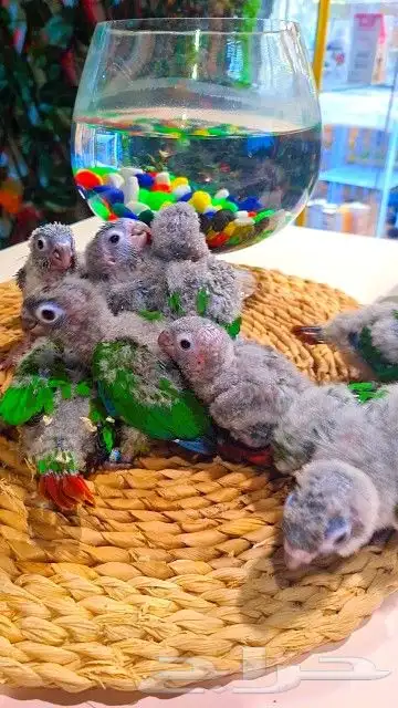 فروخ كنيور قرين شيك ب 600 ريال تم البيع 26