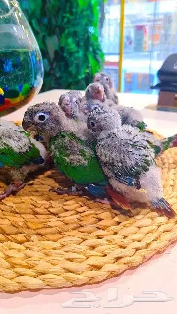 فروخ كنيور قرين شيك ب 600 ريال تم البيع 8