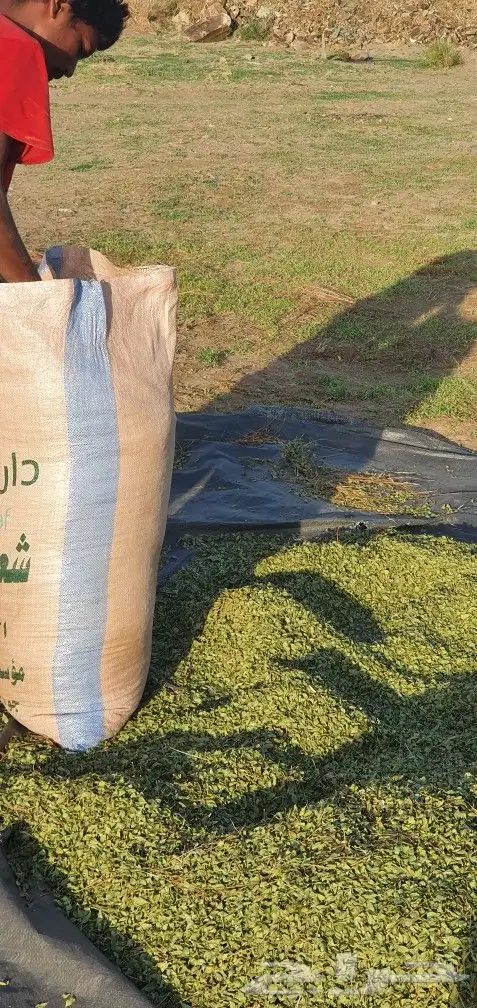 حناء عضوي من مزرعتي انا شخصيا 9