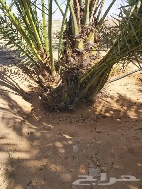 فسايل حلوه 2