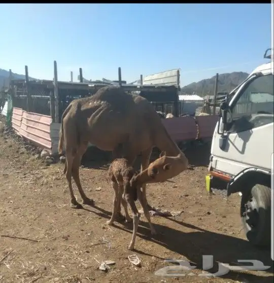 حليب نياق خلفات مصاغير حليب سكر انظر التقيمات بفضل الله 0