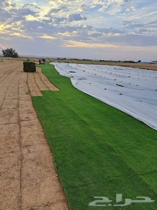 افضل انواع الثيل الطبيعي درجة أولى صافي خالي من الحشاءش 10