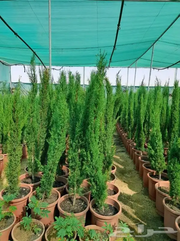 تنسيق حدايق 3