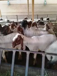 حلاق غنم 1