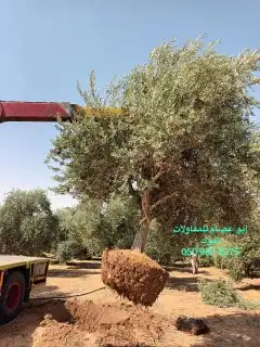 يوجد لديناء نخيل عربي وواشنطني أشجار زيتون 8