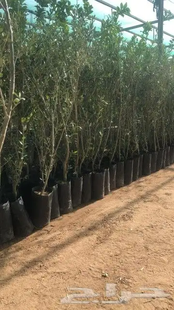 يوجد لديناء نخيل عربي وواشنطني أشجار زيتون 0