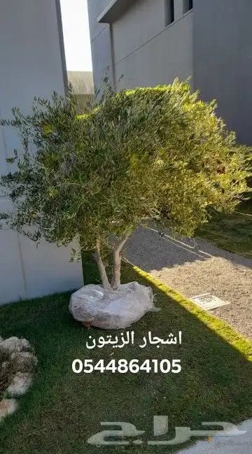 مشتل 2