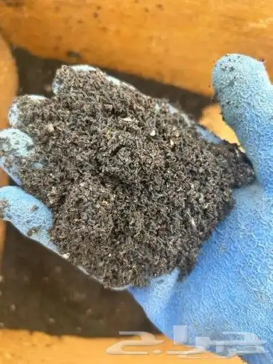 نحل عسيب او سرف نحل للبيع (خلايا النحل ) 1