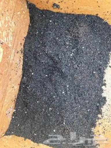 نحل عسيب او سرف نحل للبيع (خلايا النحل ) 0