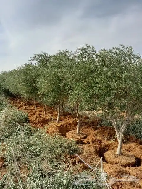 يوجد لديناء نخيل عربي وواشنطني أشجار زيتون 9