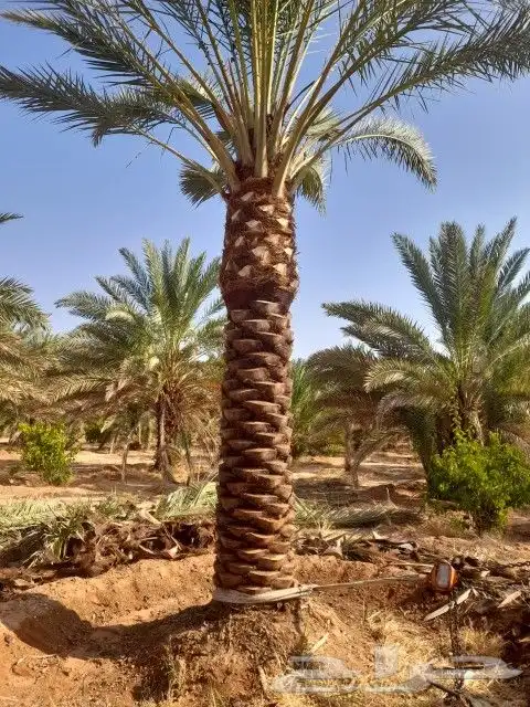 يوجد لديناء نخيل عربي وواشنطني أشجار زيتون 6